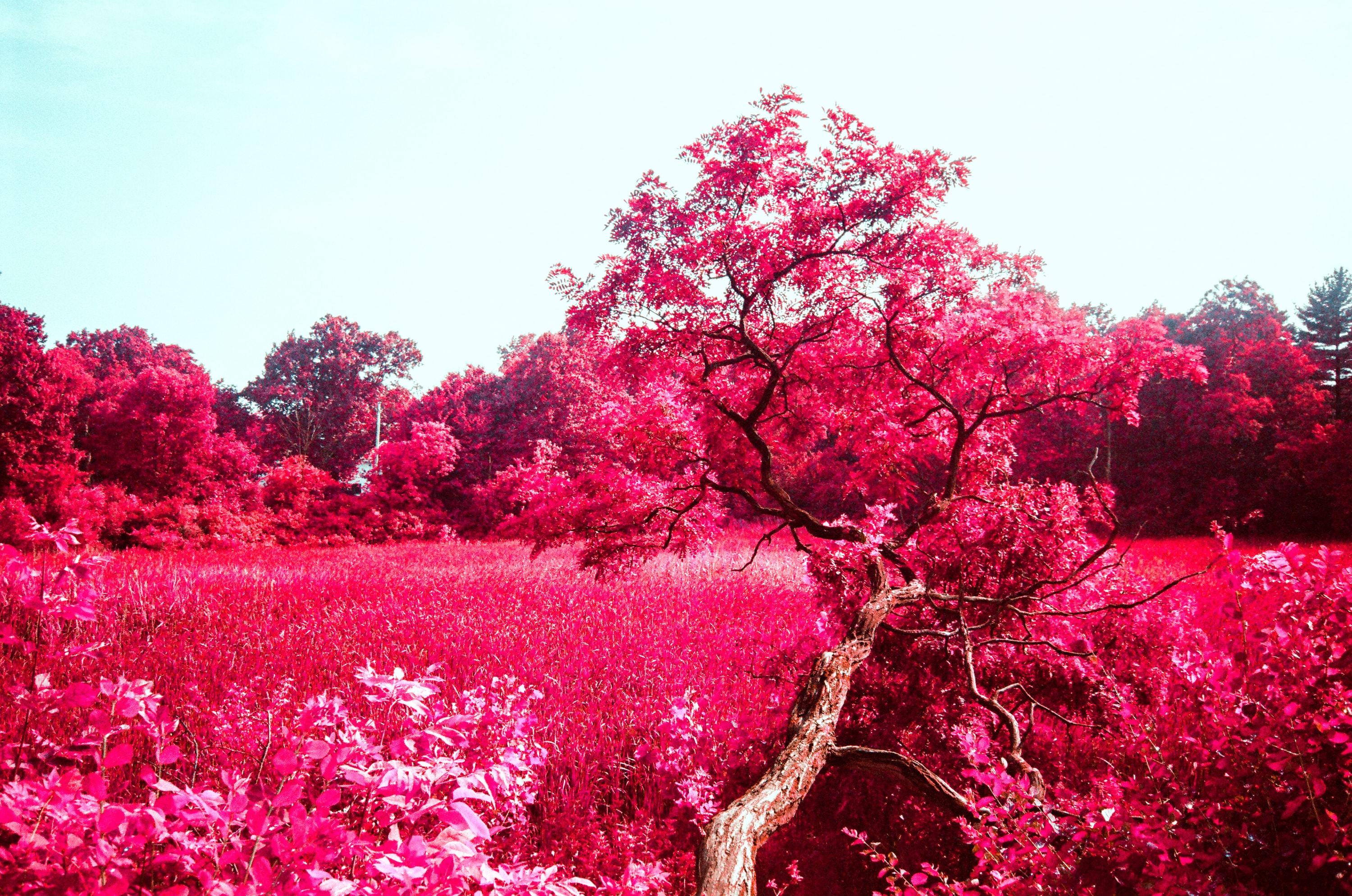 A lone tree leaning over a bright pink meadow.